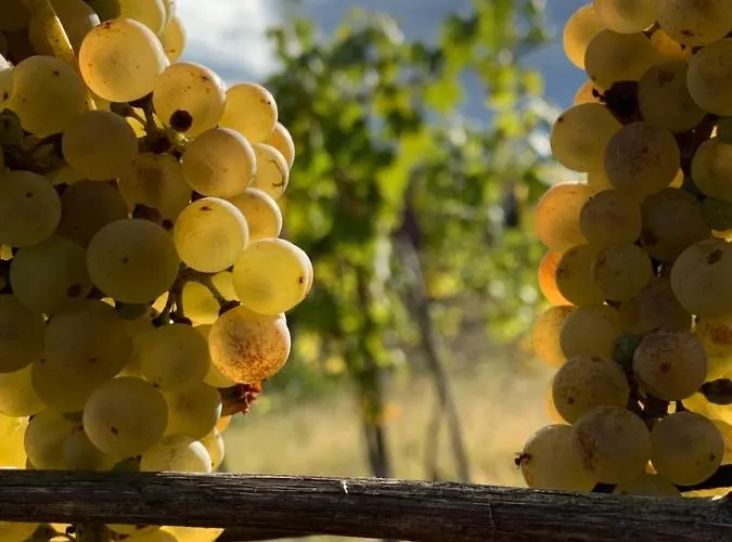 Kiskacsa Nyulontul Mencshely