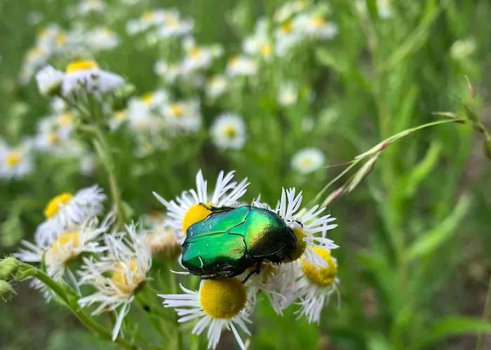 Kiskacsa Nyulontul דירה Mencshely